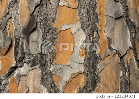 Maritime Pine, Pinus pinaster trunk symbol. Texture made of maritime pine tree bark. Beautiful Maritime Pine, Pinus pinaster trunk background. Conceptual image. Peaceful nature. 123234071