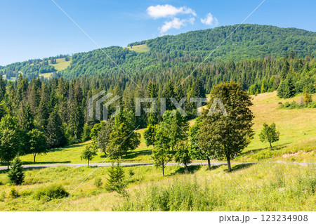 fir trees on the grassy slope of borzhava ridge. sunny day. beautiful landscape of carpathian mountains in summer. scenic view 123234908