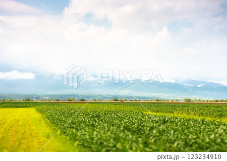 landscape with rural field. mountainous countryside of romania in summer. cloudy sky. beautiful view 123234910