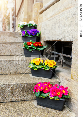 Many bright colorful Primula vulgaris flowers in pot stand street staircase near stone wall facade after rain spring day. Seasonal springtime house outdoor floral outside decoration 123234916