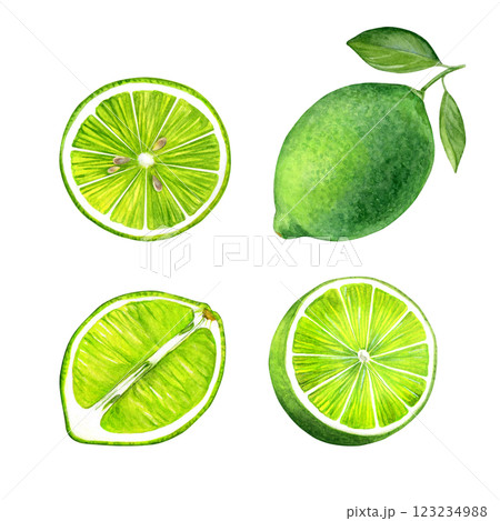 Set of limes. Watercolor of tropical fruits and leaves isolated on white background. Good for postcards, recipes, menu, invitations, greeting cards Set of limes. Watercolor of tropical fruits and leaves isolated on white background. Good for postcards, recipes, menu, invitations, greeting cards 123234988