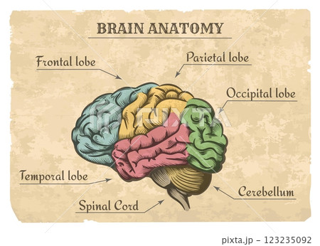 Vintage hand drawn brain anatomy 123235092