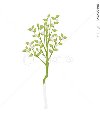 blossoming apple tree with whitewashed trunk blossoming apple tree with whitewashed trunk 123235496