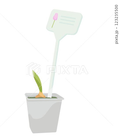 tulip bulb sprout in a plastic cup with an explanatory plate tulip bulb sprout in a plastic cup with an explanatory plate 123235500