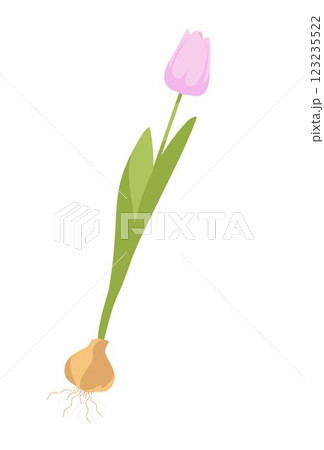 tulip flower with bulb on white background 123235522