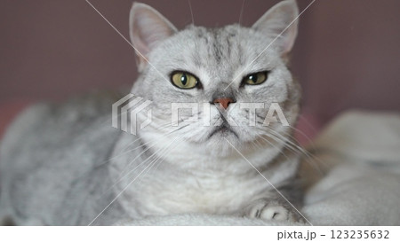 British Shorthair Cat Indoor Portrait Relaxed Home Pet 123235632