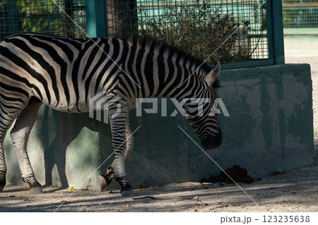 Zebra Zoo Enclosure Eating - A zebra walks near a concrete wall in a zoo enclosure, eating. Zebra Zoo Enclosure Eating - A zebra walks near a concrete wall in a zoo enclosure, eating. 123235638