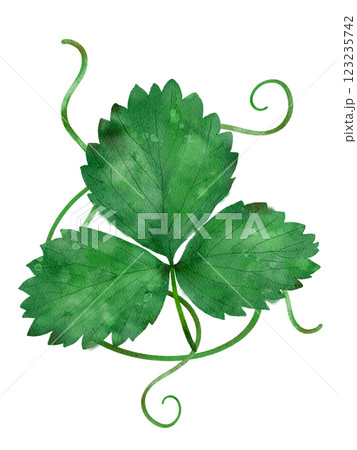Three vibrant green leaves with elegant curling tendrils add a touch of natural beauty 123235742