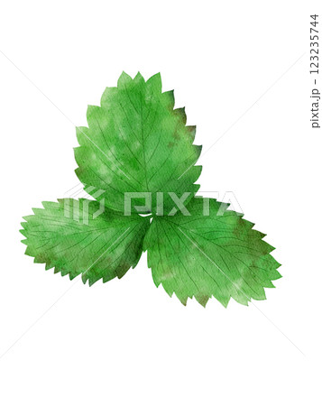 Three fresh green strawberry leaves arranged together, isolated on a white background 123235744