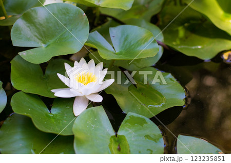 Close-up of a blooming water lily on a water surface - selective focus Close-up of a blooming water lily on a water surface - selective focus 123235851
