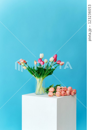 colored tulips with white stand on blue background. bouquet of tulip buds in glass vase on colored colored tulips with white stand on blue background. bouquet of tulip buds in glass vase on colored 123236053