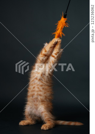 orange maine coon kitten on black background. young purebred maine coon cat dark golden color orange maine coon kitten on black background. young purebred maine coon cat dark golden color 123236062