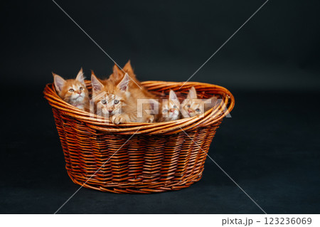 orange maine coon kitten in wooden basket. young purebred maine coon cat dark golden color on black orange maine coon kitten in wooden basket. young purebred maine coon cat dark golden color on black 123236069