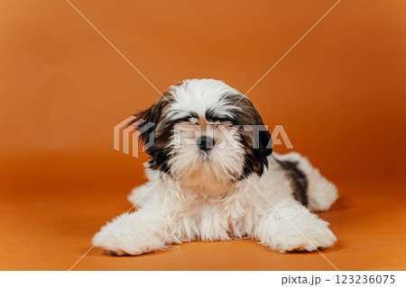 little shih tzu puppy on orange background. young purebred dog puppy on color background little shih tzu puppy on orange background. young purebred dog puppy on color background 123236075