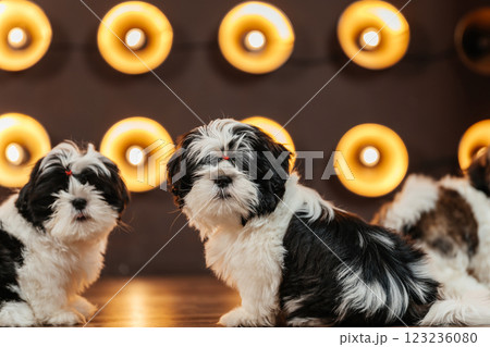 shih tzu puppy against the background of lanterns. puppy of a purebred dog in a room with spotlight 123236080