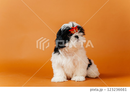 little shih tzu puppy on orange background. young purebred dog puppy on color background little shih tzu puppy on orange background. young purebred dog puppy on color background 123236081