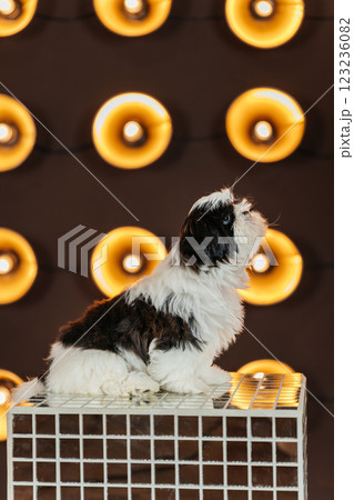 shih tzu puppy against the background of lanterns. puppy of a purebred dog in a room with spotlight 123236082