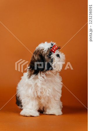 little shih tzu puppy on orange background. young purebred dog puppy on color background 123236091