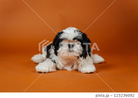little shih tzu puppy on orange background. young purebred dog puppy on color background 123236092