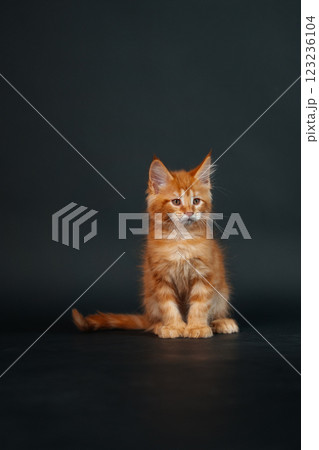orange maine coon kitten on black background. young purebred maine coon cat dark golden color 123236104