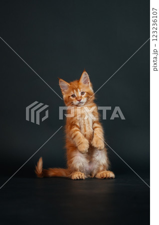 orange maine coon kitten on black background. young purebred maine coon cat dark golden color orange maine coon kitten on black background. young purebred maine coon cat dark golden color 123236107