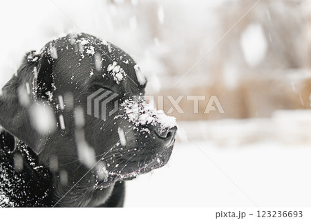Black Labrador Retriever dog in snowy weather. Dog in winter. Black Labrador Retriever dog in snowy weather. Dog in winter. 123236693