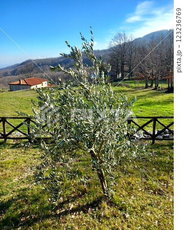 young olive tree in the mountains 123236769