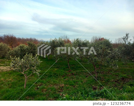 young olive grove in early spring 123236774