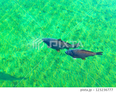 decorative carp in a pond 123236777