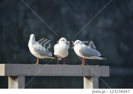 名古屋城の堀に渡来したユリカモメ 名古屋城の堀に渡来したユリカモメ 123236847