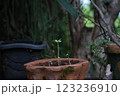 大麻の苗 123236910