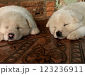 秋田犬の子犬 123236911