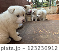 秋田犬の子供 123236912