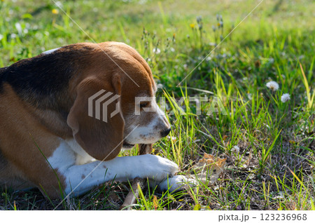 A tricolor beagle with white, brown, and black fur lies on the grass, chewing a stick. A tricolor beagle with white, brown, and black fur lies on the grass, chewing a stick. 123236968