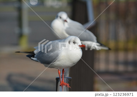 名古屋城の堀に渡来したユリカモメ 名古屋城の堀に渡来したユリカモメ 123236971