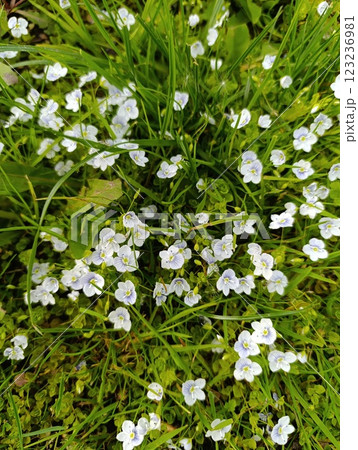 White Flowers in a Lush Green Meadow 123236981