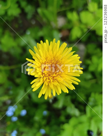 Bright Yellow Dandelion Flower in a Lush Green Garden 123236988