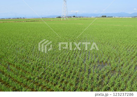 田植え1ヶ月後の水田 田植え1ヶ月後の水田 123237286