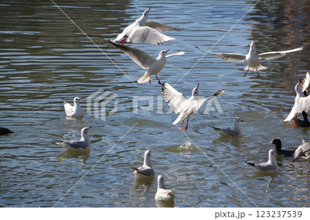 名古屋城の堀に渡来したユリカモメ 123237539