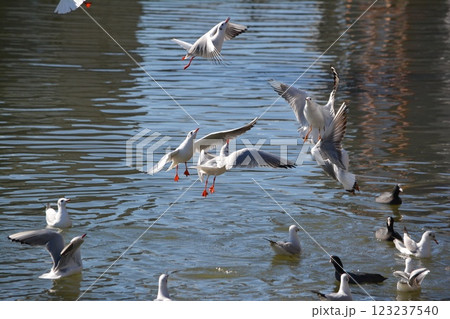 名古屋城の堀に渡来したユリカモメ 123237540