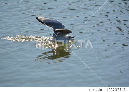 名古屋城の堀に渡来したユリカモメ 123237541