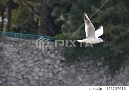 名古屋城の堀に渡来したユリカモメ 123237616