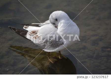 名古屋城の堀に渡来したユリカモメ 名古屋城の堀に渡来したユリカモメ 123237617