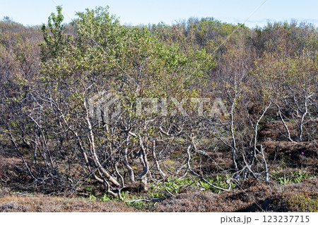 Dwarf trees in the tundra Dwarf trees in the tundra 123237715