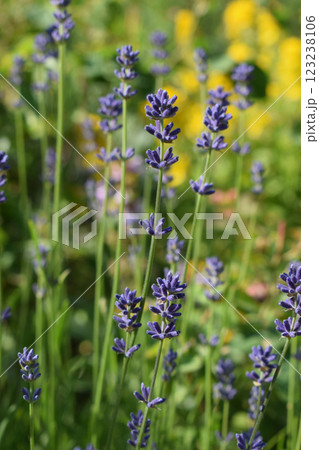 The image shows a lavender field in full bloom. 123238106