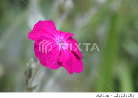 A bright purple small carnation flower with delicate petals, 123238108