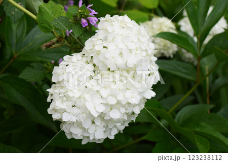 A bouquet of hydrangea flowers, white in color, mostly intact, with some having slightly brown edges. A bouquet of hydrangea flowers, white in color, mostly intact, with some having slightly brown edges. 123238112