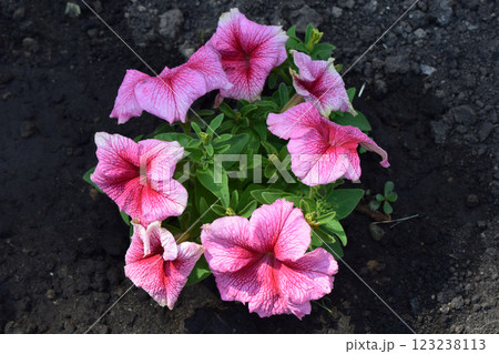 Bright and Beautiful Petunias in Landscaped Area Bright and Beautiful Petunias in Landscaped Area 123238113