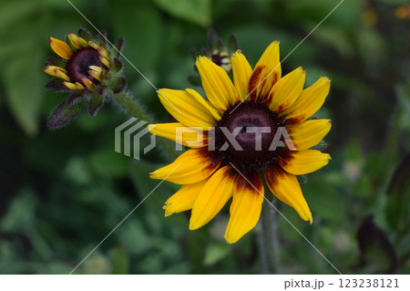 A vibrant yellow Rudbeckia hirta flower with a dark brown center, resembling a sunflower or coneflower, surrounded by green foliage. Sunflower-Like Splendor with Burnt Orange Hue A vibrant yellow Rudbeckia hirta flower with a dark brown center, resembling a sunflower or coneflower, surrounded by green foliage. Sunflower-Like Splendor with Burnt Orange Hue 123238121