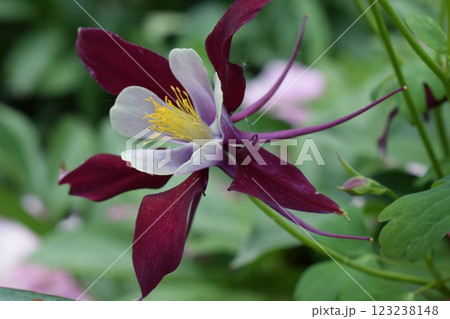 close-up of a columbine flower with deep maroon petals and pale inner petals. Maroon Columbine in Morning Light close-up of a columbine flower with deep maroon petals and pale inner petals. Maroon Columbine in Morning Light 123238148